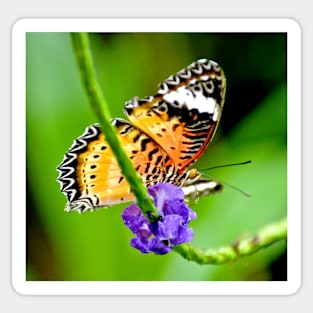 Common Lacewing Butterfly Sticker